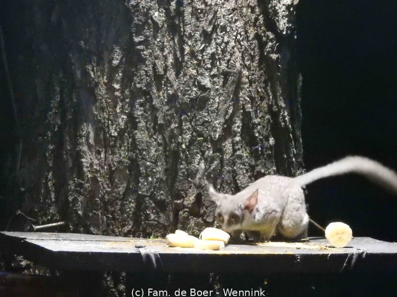 191121_185434-14 Bushbaby.JPG